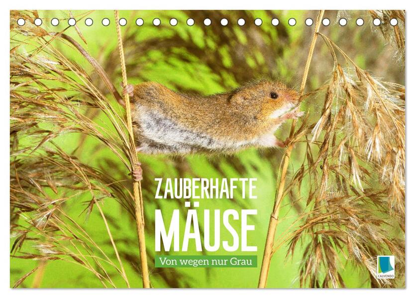 Zauberhafte Mäuse: Von wegen nur Grau (Tischkalender 2024 DIN A5 quer) CALVENDO Monatskalender