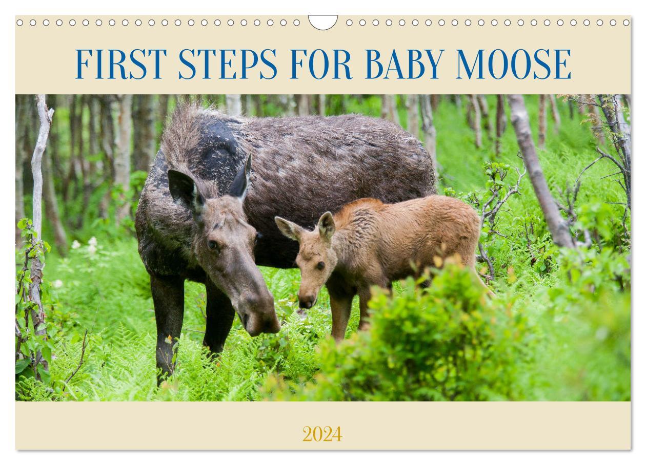 FIRST STEPS FOR BABY MOOSE (Wall Calendar 2024 DIN A3 landscape) CALVENDO 12 Month Wall Calendar