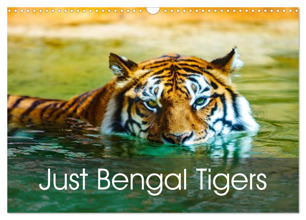 Just Bengal Tigers (Wall Calendar 2024 DIN A3 landscape) CALVENDO 12 Month Wall Calendar