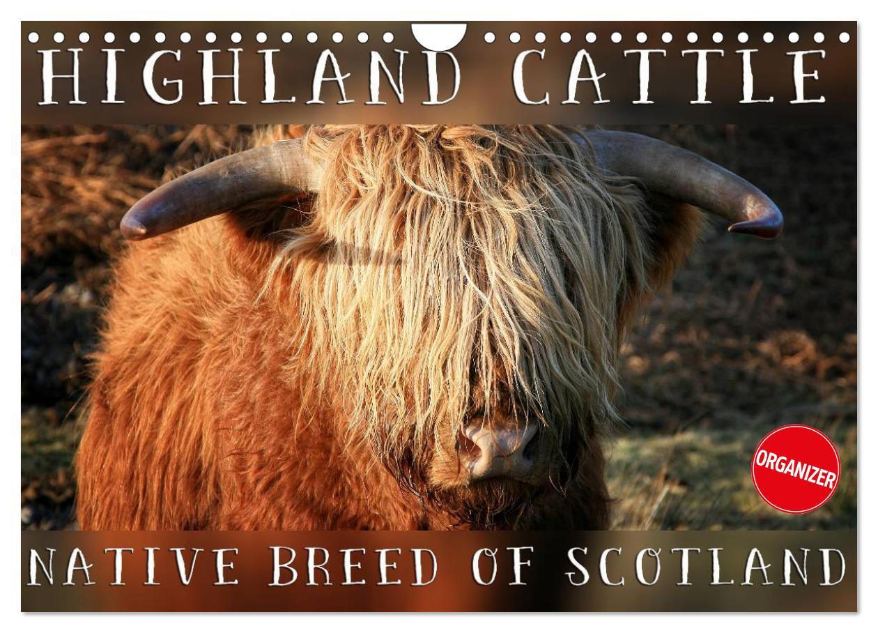 Highland Cattle - Native Breed of Scotland (Wall Calendar 2024 DIN A4 landscape) CALVENDO 12 Month Wall Calendar