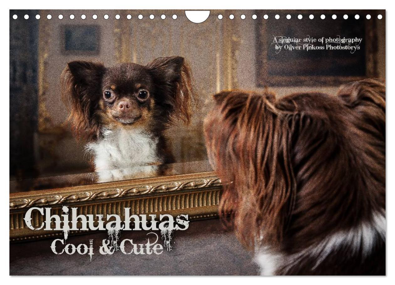 Chihuahuas - Cool & Cute / UK-Version (Wall Calendar 2024 DIN A4 landscape) CALVENDO 12 Month Wall Calendar