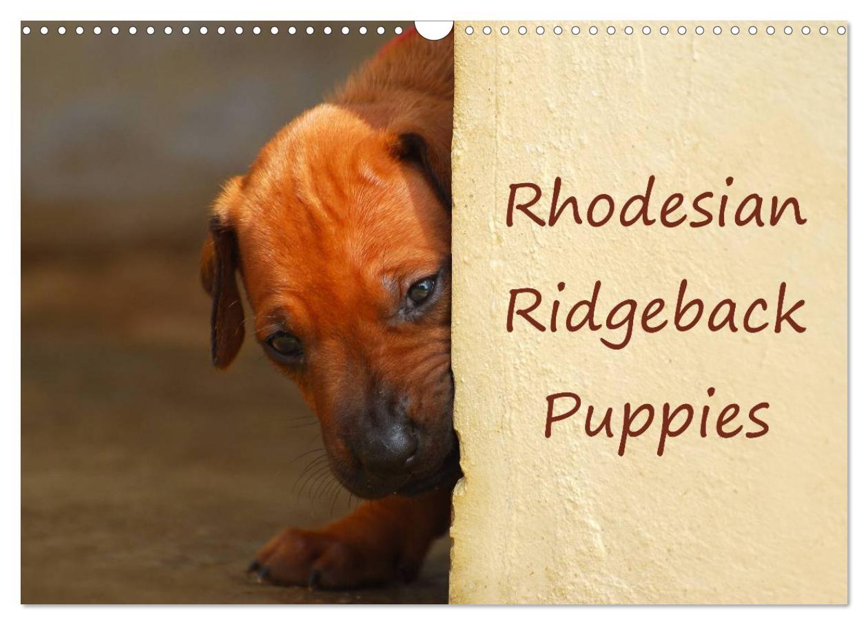 Rhodesian Ridgeback Puppies (Wall Calendar 2024 DIN A3 landscape) CALVENDO 12 Month Wall Calendar