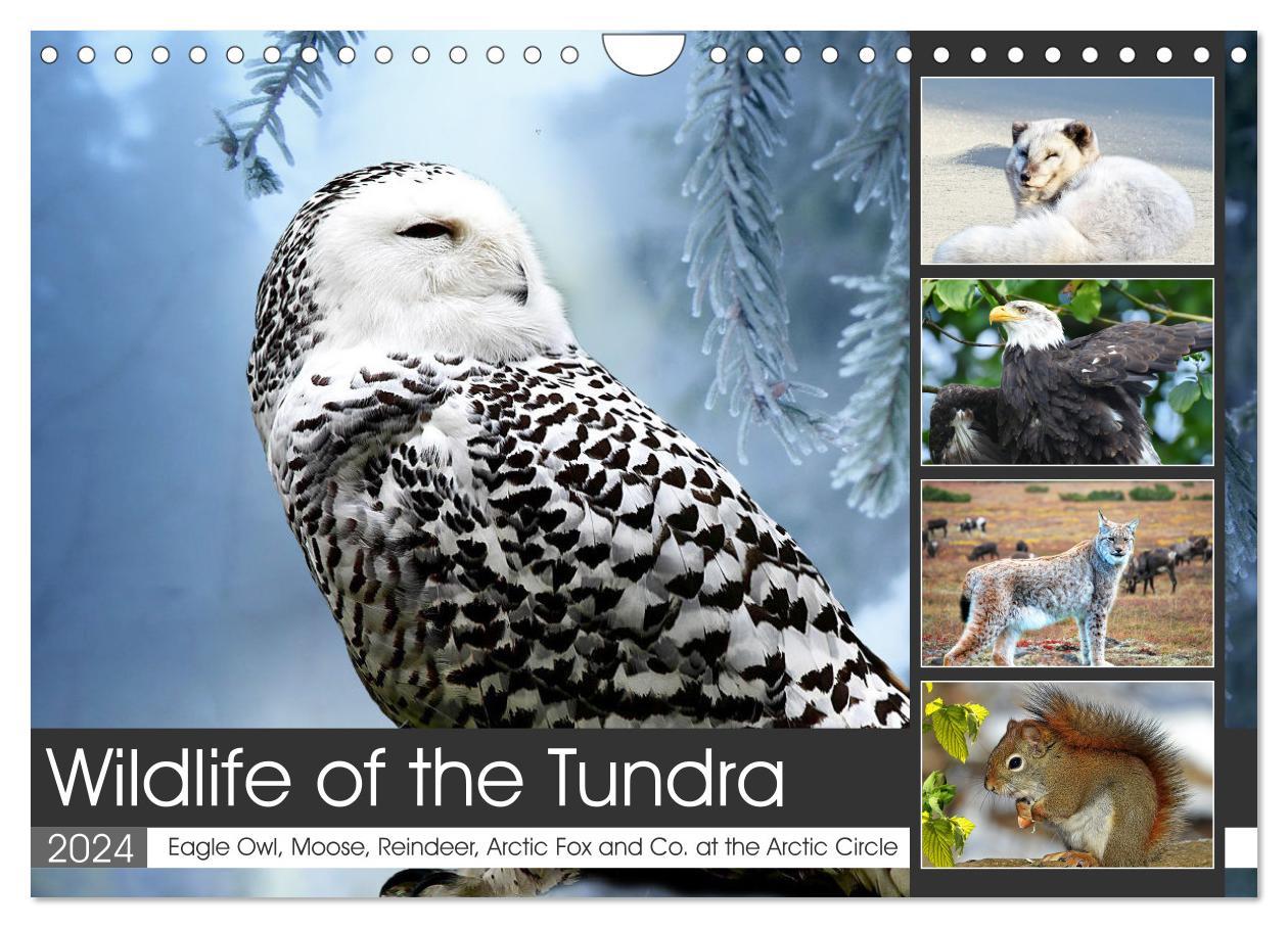 Wildlife of the Tundra (Wall Calendar 2024 DIN A4 landscape) CALVENDO 12 Month Wall Calendar