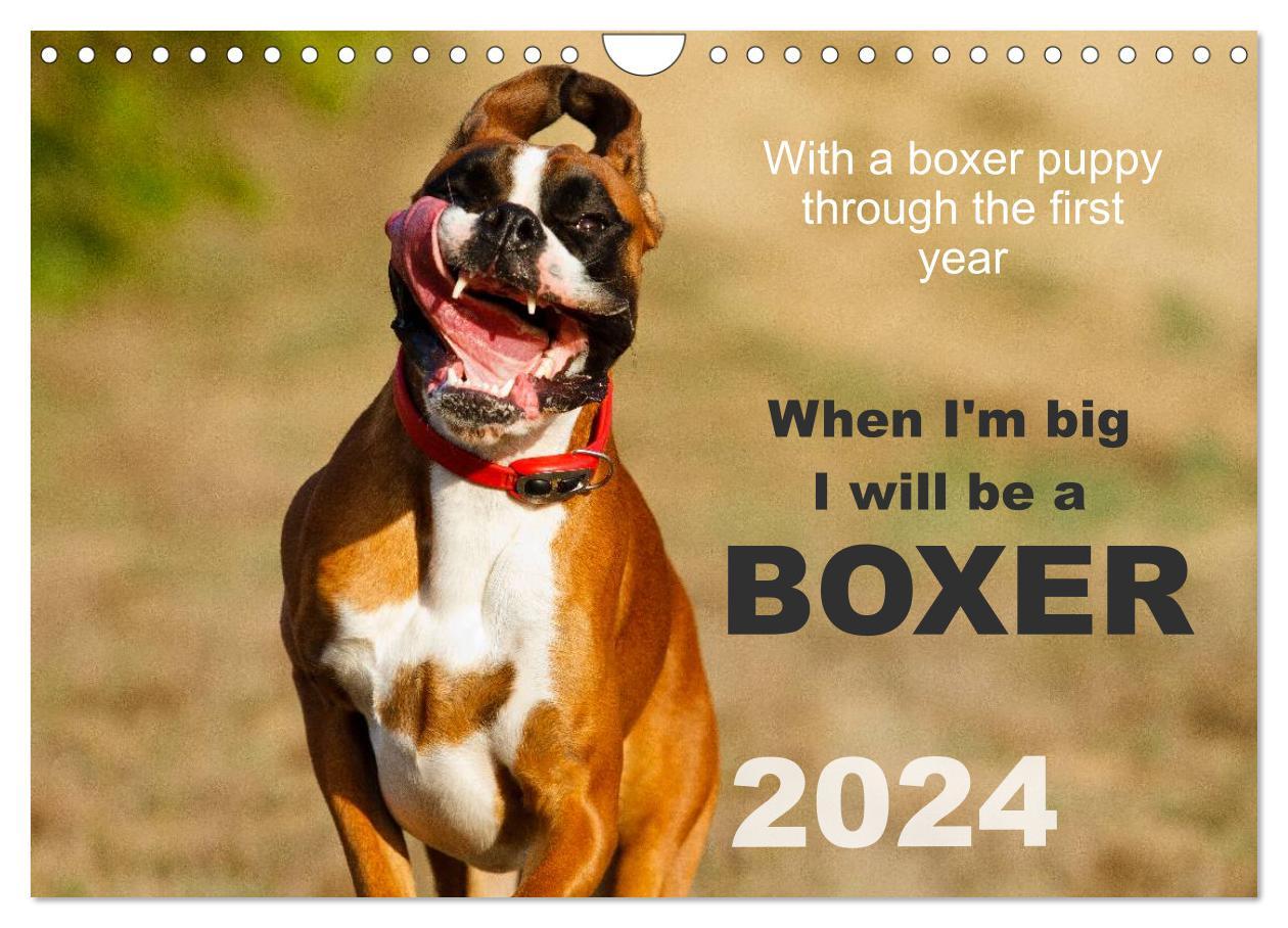 When I‘m big I will be a Boxer / UK-Version (Wall Calendar 2024 DIN A4 landscape) CALVENDO 12 Month Wall Calendar
