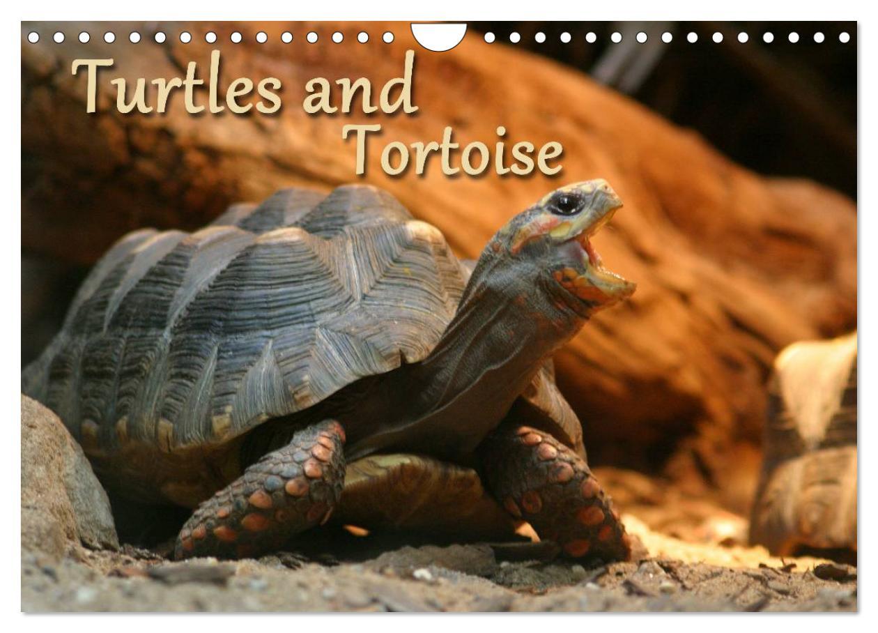 Turtles and Tortoise / UK-Version (Wall Calendar 2024 DIN A4 landscape) CALVENDO 12 Month Wall Calendar