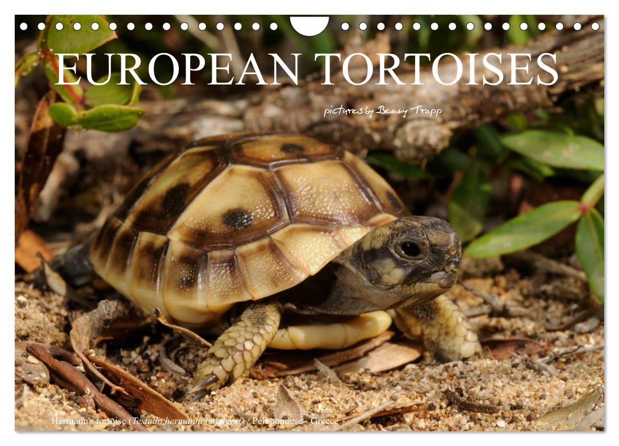 European Tortoises / UK-Version (Wall Calendar 2024 DIN A4 landscape) CALVENDO 12 Month Wall Calendar