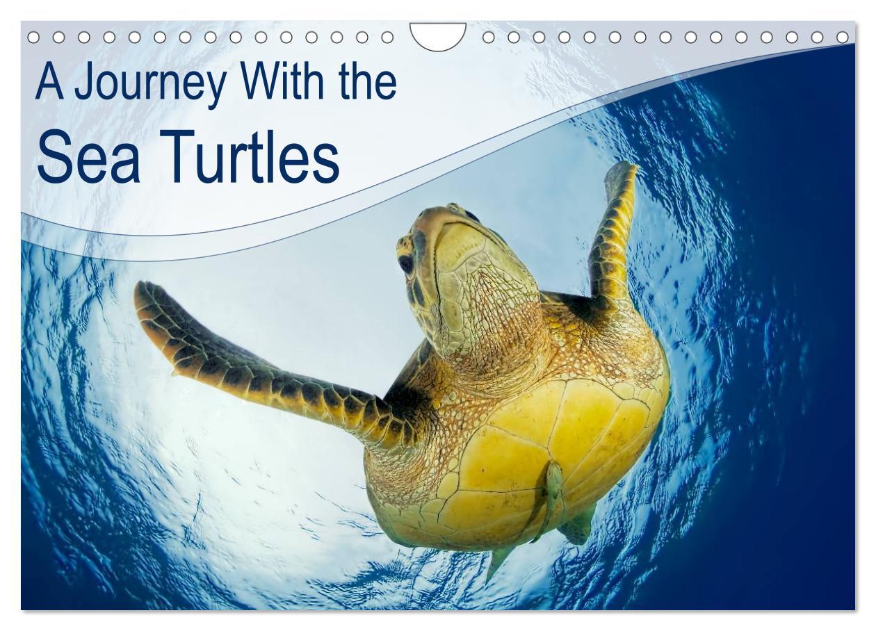 A Journey With the Sea Turtles (Wall Calendar 2024 DIN A4 landscape) CALVENDO 12 Month Wall Calendar