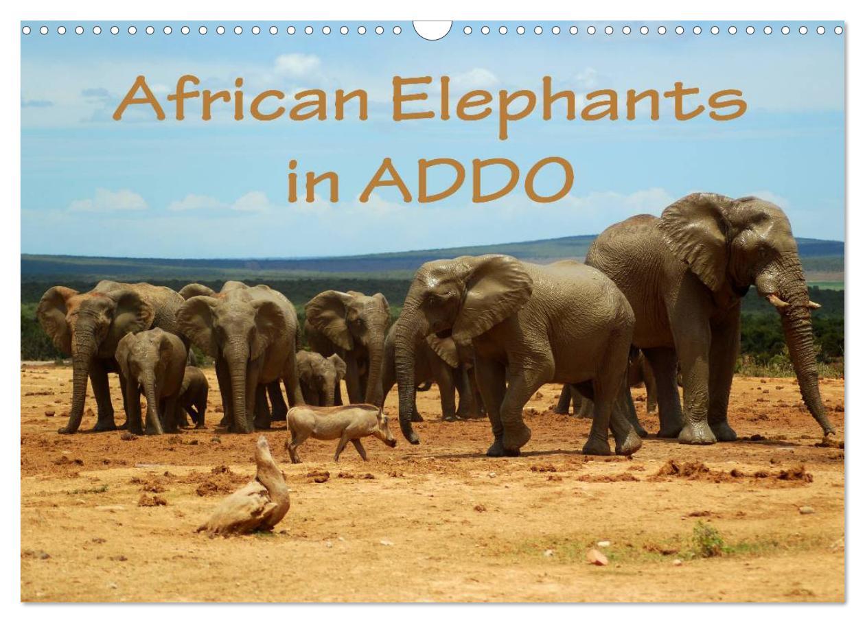 African Elephants in ADDO (Wall Calendar 2024 DIN A3 landscape) CALVENDO 12 Month Wall Calendar