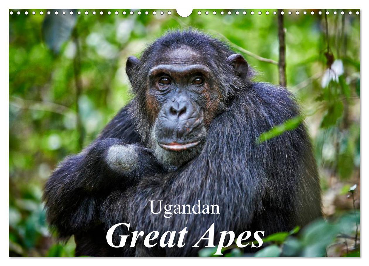 Ugandan Great Apes (Wall Calendar 2024 DIN A3 landscape) CALVENDO 12 Month Wall Calendar