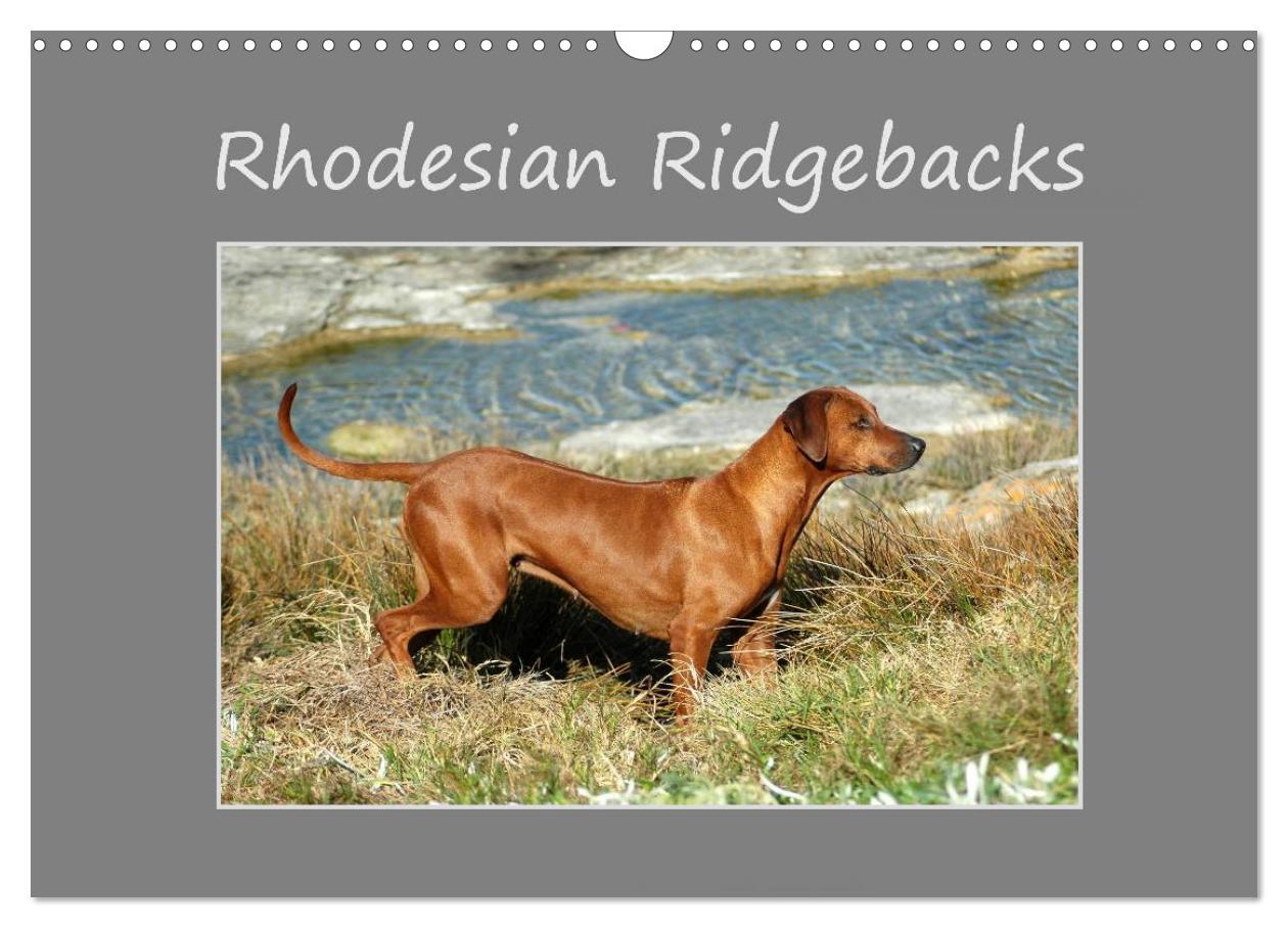 Rhodesian Ridgebacks (Wall Calendar 2024 DIN A3 landscape) CALVENDO 12 Month Wall Calendar