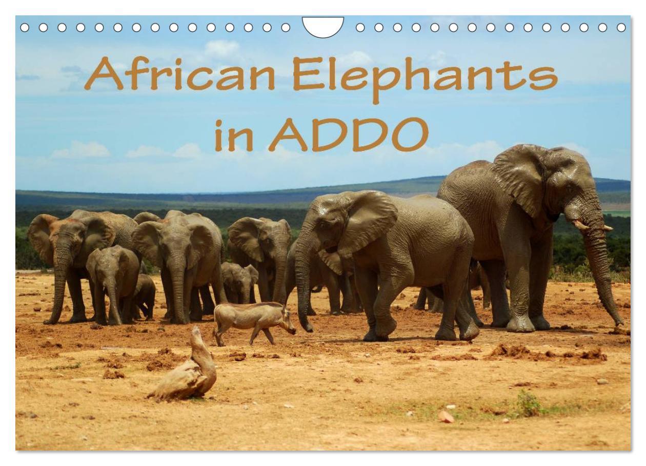 African Elephants in ADDO (Wall Calendar 2024 DIN A4 landscape) CALVENDO 12 Month Wall Calendar