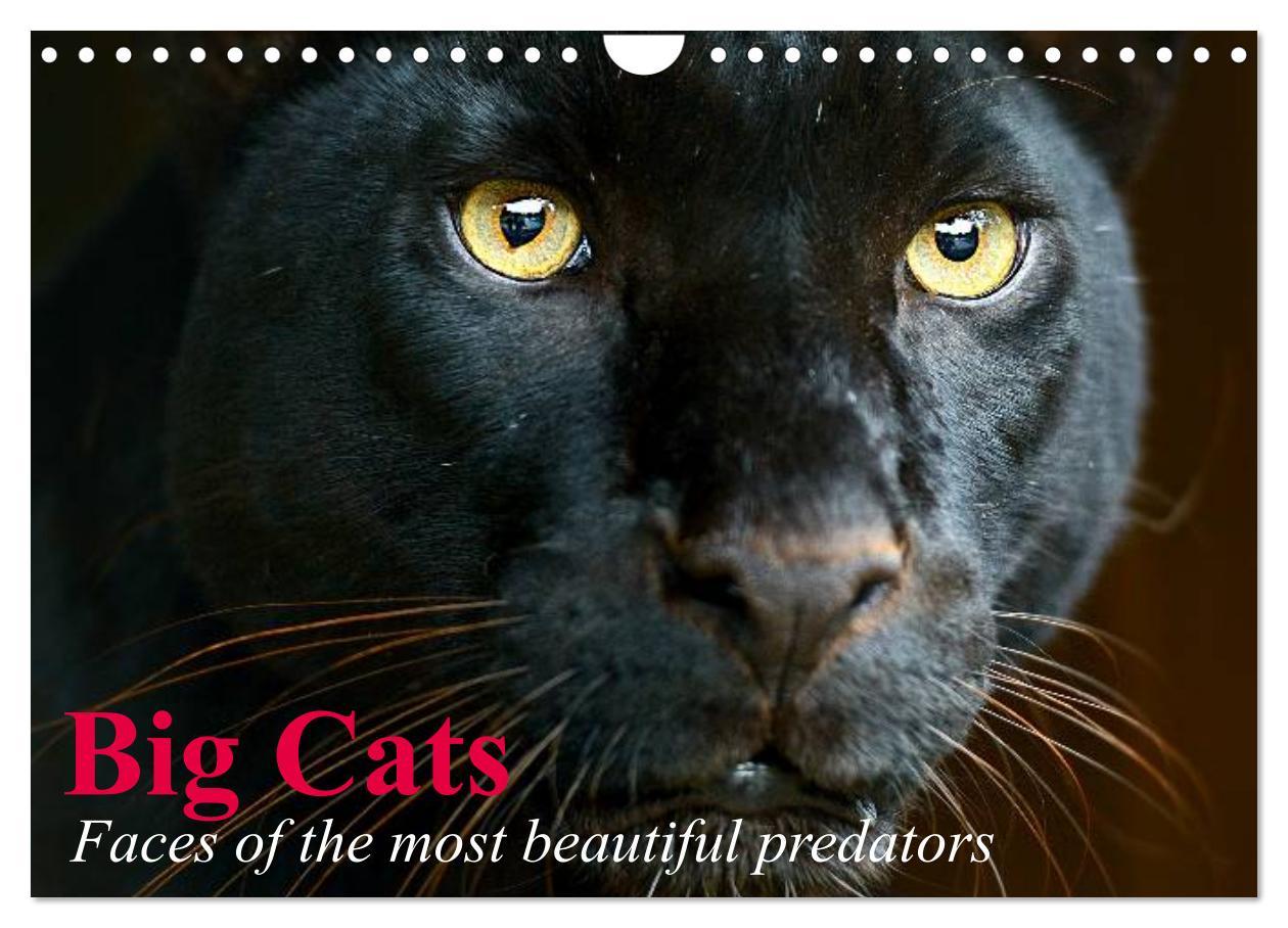 Big Cats Faces of the most beautiful predators (Wall Calendar 2024 DIN A4 landscape) CALVENDO 12 Month Wall Calendar