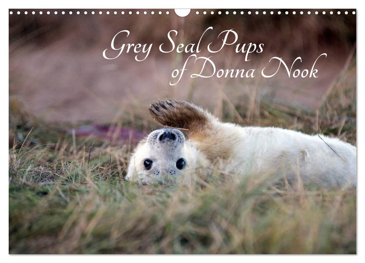 Grey Seal Pups of Donna Nook (Wall Calendar 2024 DIN A3 landscape) CALVENDO 12 Month Wall Calendar