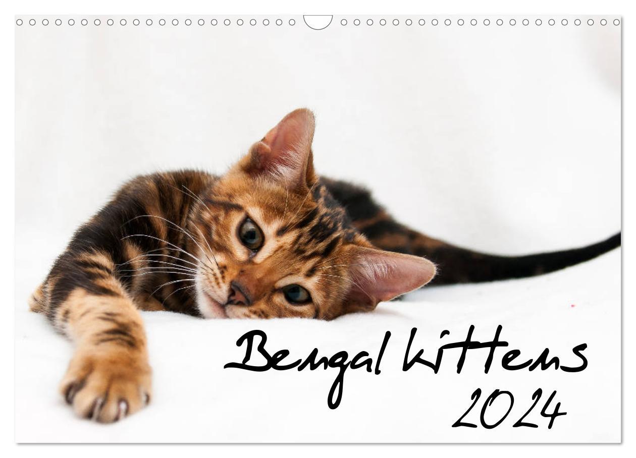Bengal kittens 2024 (Wall Calendar 2024 DIN A3 landscape) CALVENDO 12 Month Wall Calendar