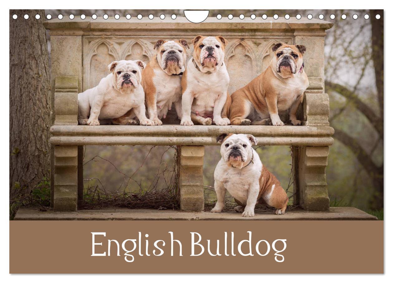 English Bulldog (Wall Calendar 2024 DIN A4 landscape) CALVENDO 12 Month Wall Calendar