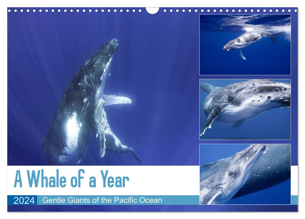A Whale of a Year (Wall Calendar 2024 DIN A3 landscape) CALVENDO 12 Month Wall Calendar