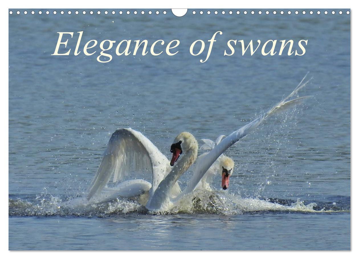 Elegance of swans (Wall Calendar 2024 DIN A3 landscape) CALVENDO 12 Month Wall Calendar