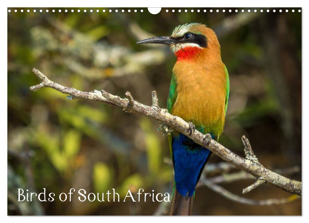Birds of South Africa (Wall Calendar 2024 DIN A3 landscape) CALVENDO 12 Month Wall Calendar