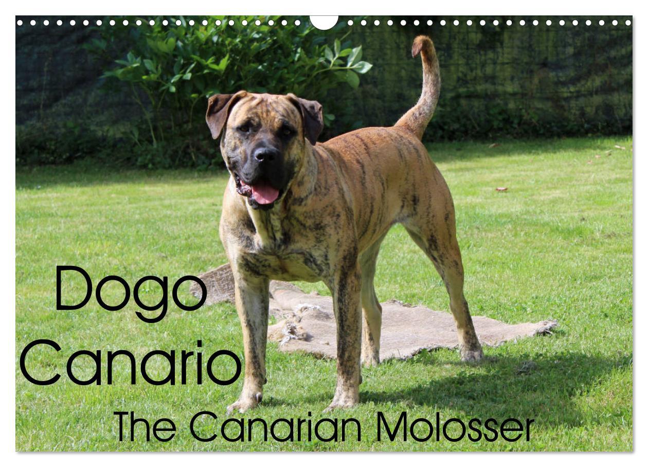 Dogo Canario the Canarian Molosser (Wall Calendar 2024 DIN A3 landscape) CALVENDO 12 Month Wall Calendar