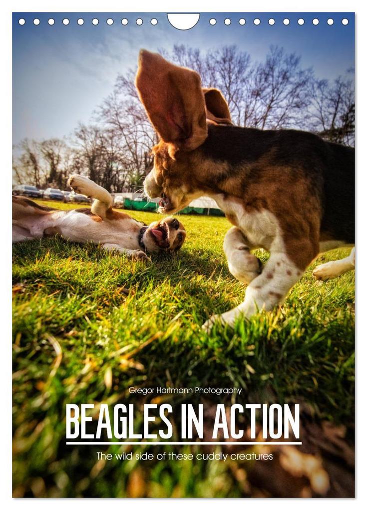 Beagles in action (Wall Calendar 2024 DIN A4 portrait) CALVENDO 12 Month Wall Calendar