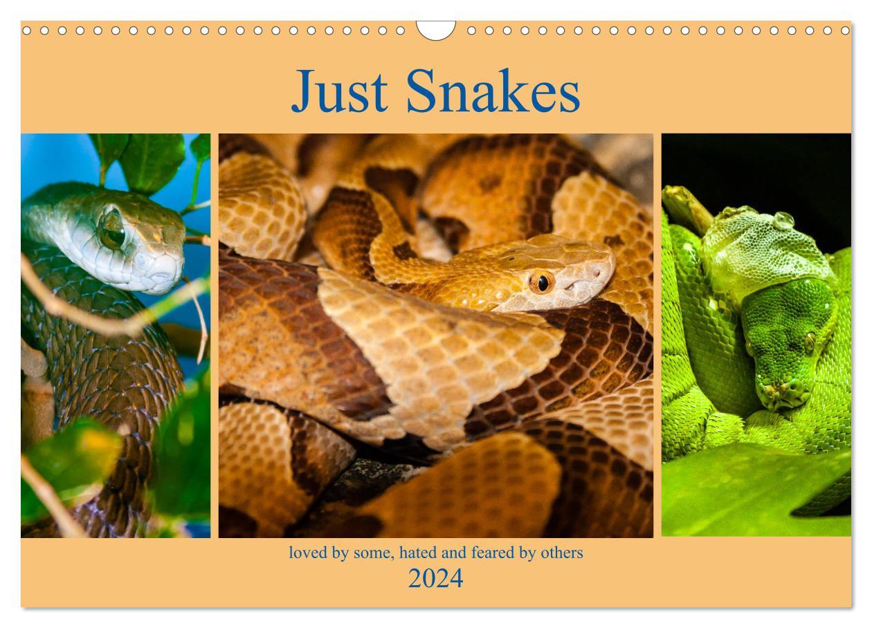 Just Snakes (Wall Calendar 2024 DIN A3 landscape) CALVENDO 12 Month Wall Calendar