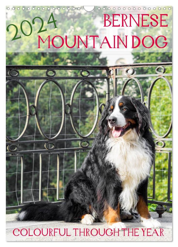Bernese Mountain Dog - colourful through the year (Wall Calendar 2024 DIN A3 portrait) CALVENDO 12 Month Wall Calendar
