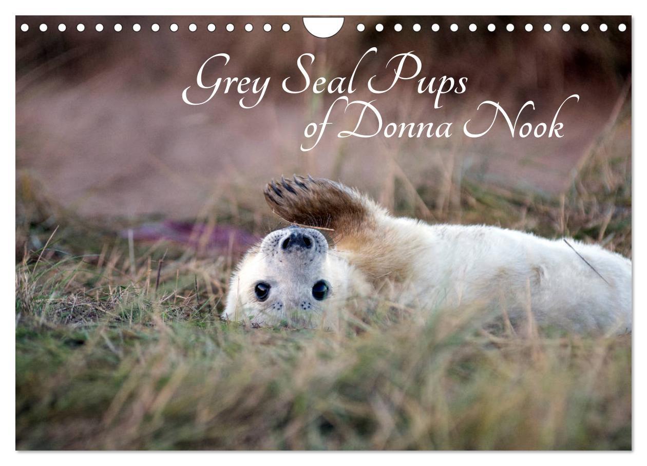 Grey Seal Pups of Donna Nook (Wall Calendar 2024 DIN A4 landscape) CALVENDO 12 Month Wall Calendar