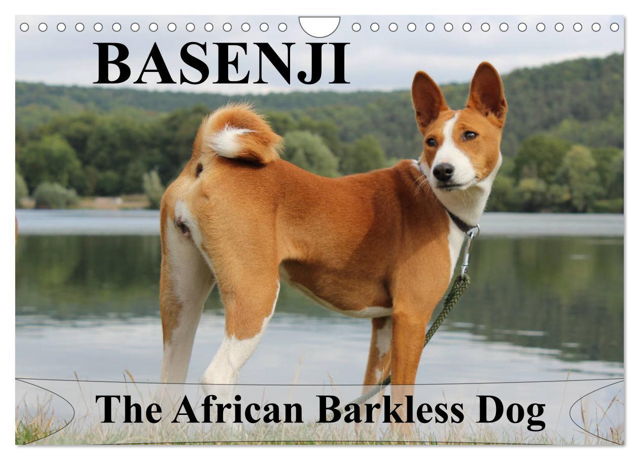 Basenji the African Barkless Dog (Wall Calendar 2024 DIN A4 landscape) CALVENDO 12 Month Wall Calendar