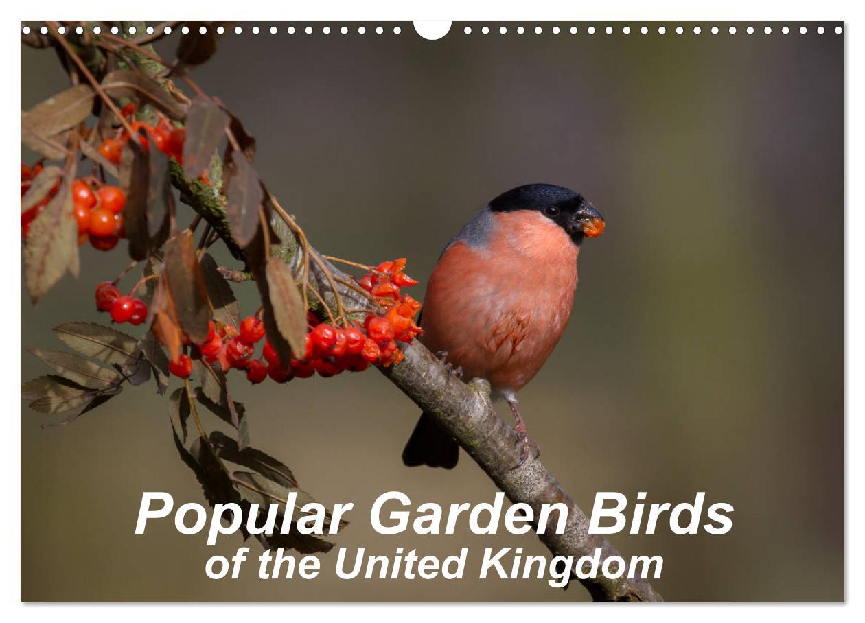 Popular garden birds of the united kingdom (Wall Calendar 2024 DIN A3 landscape) CALVENDO 12 Month Wall Calendar