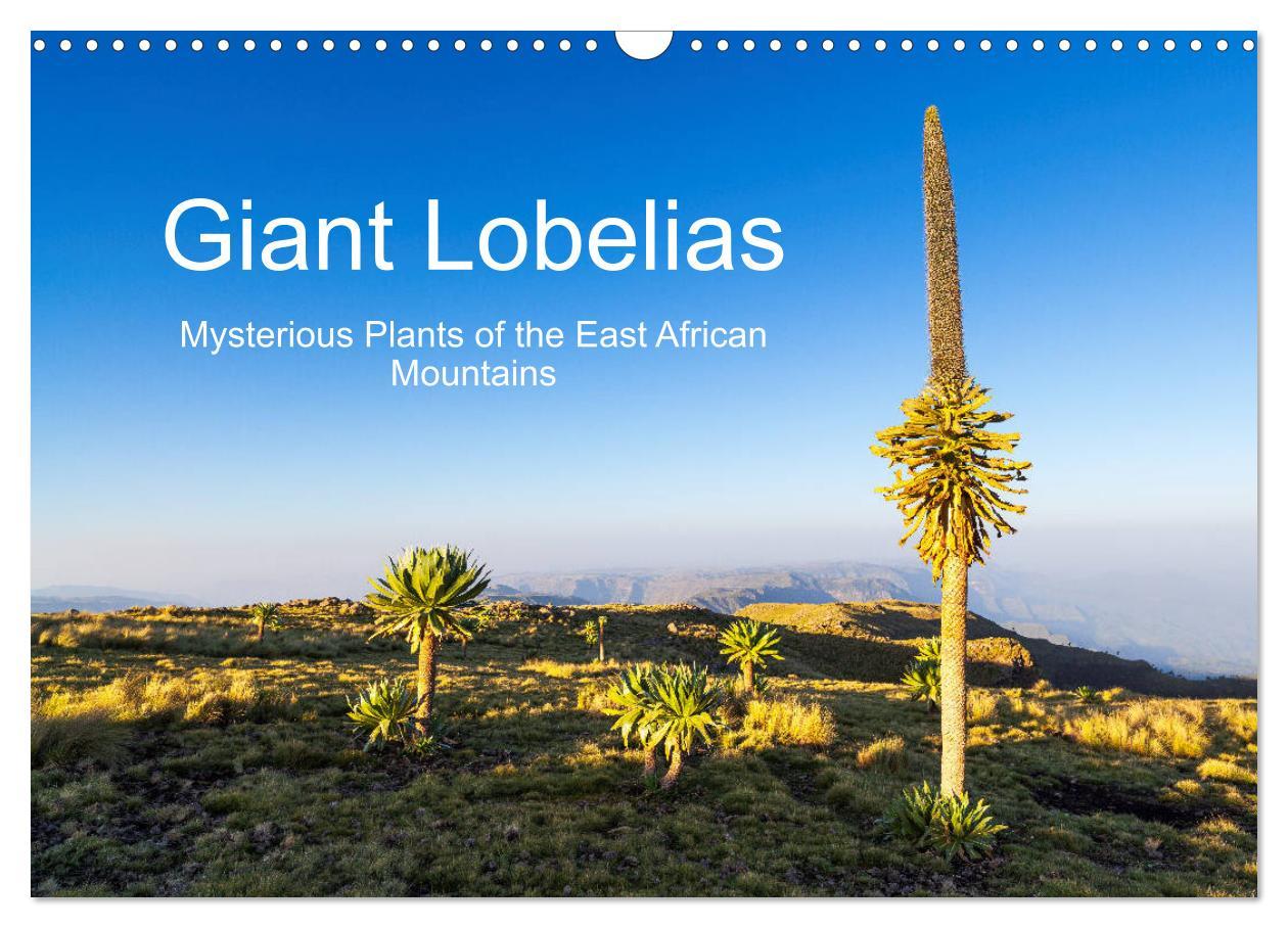 Giant Lobelias - Mysterious Plants of the East African Mountains (Wall Calendar 2024 DIN A3 landscape) CALVENDO 12 Month Wall Calendar