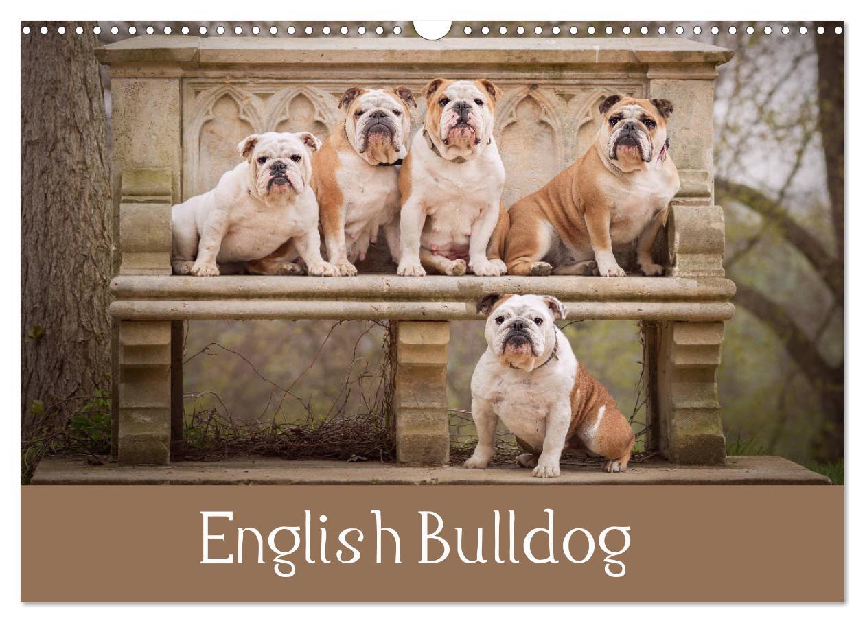 English Bulldog (Wall Calendar 2024 DIN A3 landscape) CALVENDO 12 Month Wall Calendar