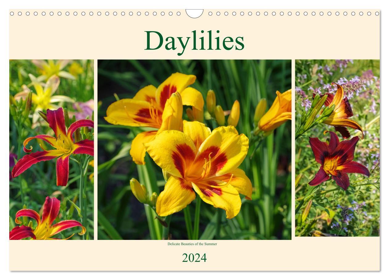 Daylilies - Delicate Beauties of the Summer (Wall Calendar 2024 DIN A3 landscape) CALVENDO 12 Month Wall Calendar