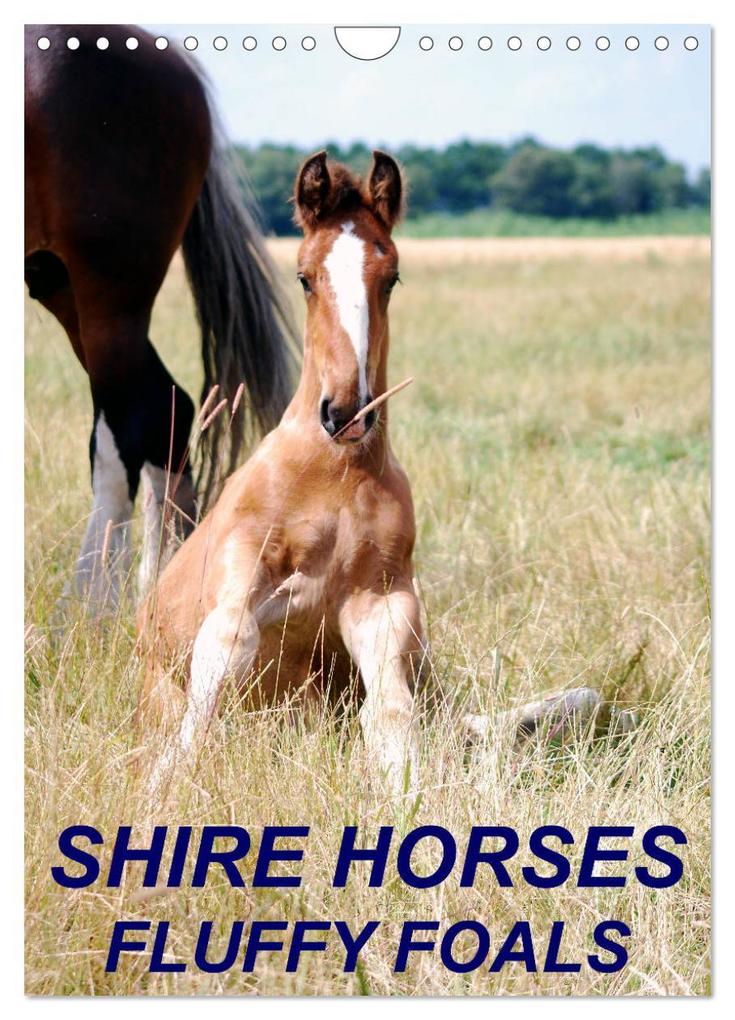 Shire Horses Fluffy Foals (Wall Calendar 2024 DIN A4 portrait) CALVENDO 12 Month Wall Calendar