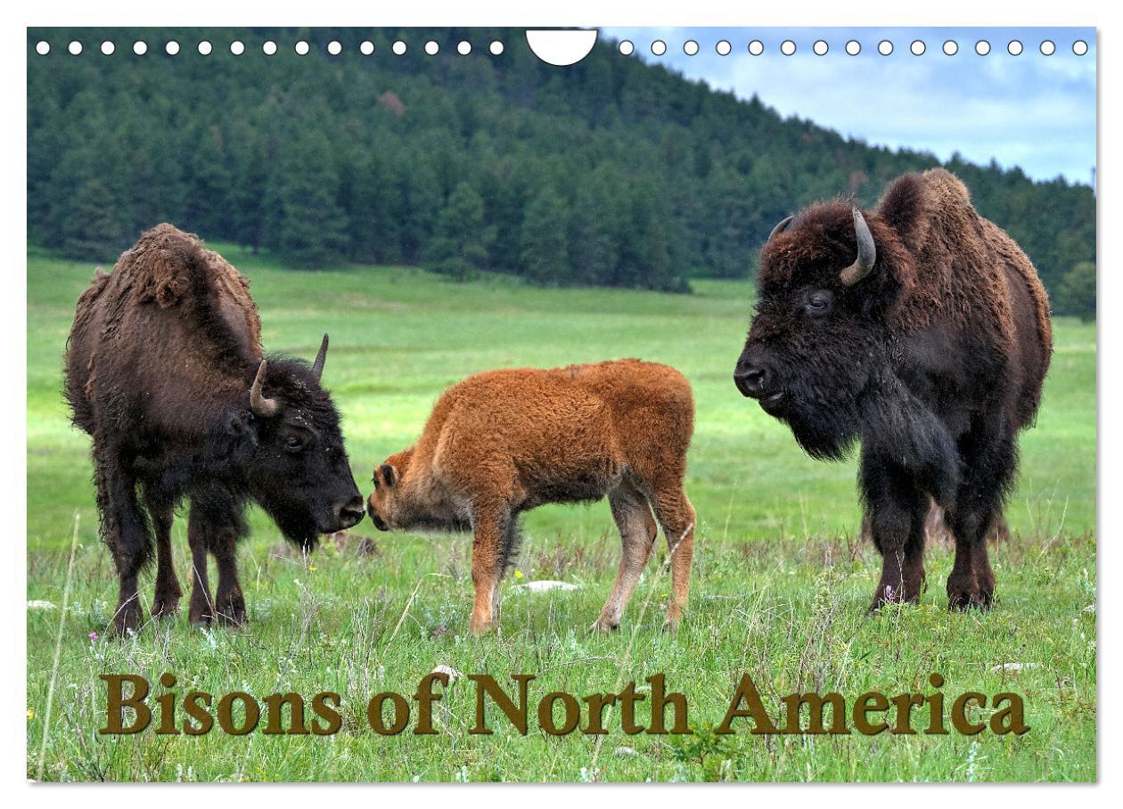 Bisons of North America (Wall Calendar 2024 DIN A4 landscape) CALVENDO 12 Month Wall Calendar