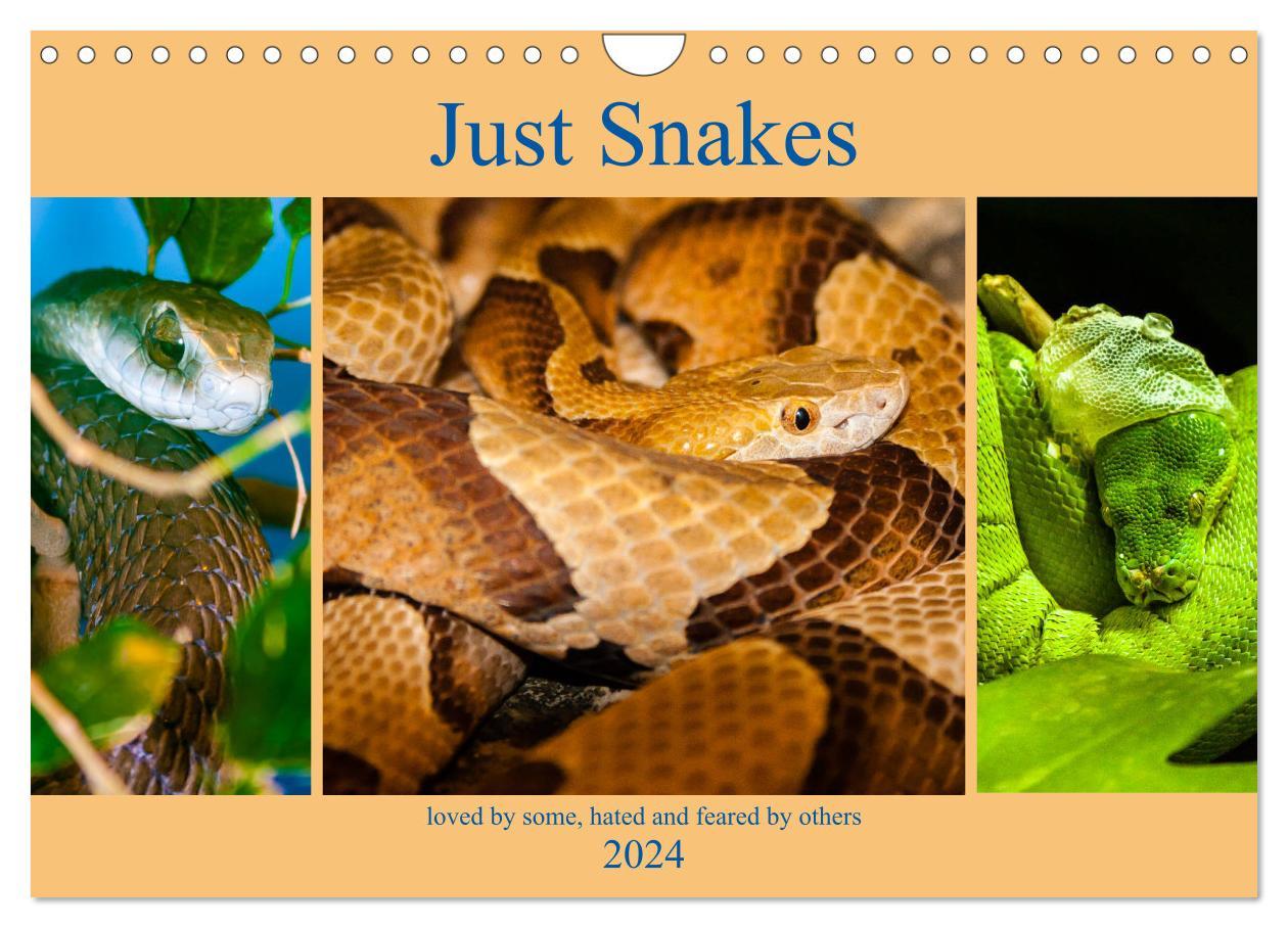Just Snakes (Wall Calendar 2024 DIN A4 landscape) CALVENDO 12 Month Wall Calendar