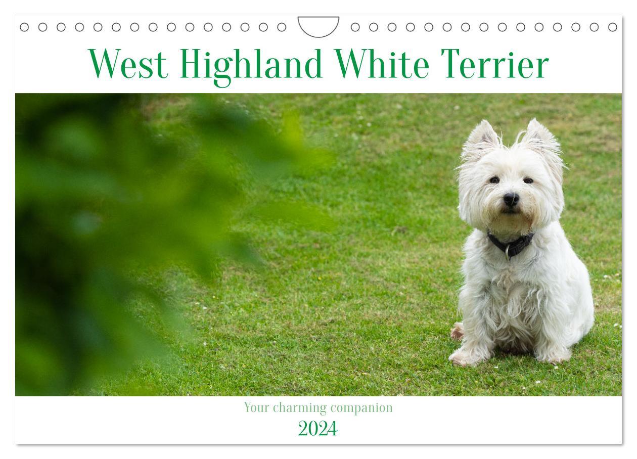 West Highland White Terrier - Your charming companion (Wall Calendar 2024 DIN A4 landscape) CALVENDO 12 Month Wall Calendar