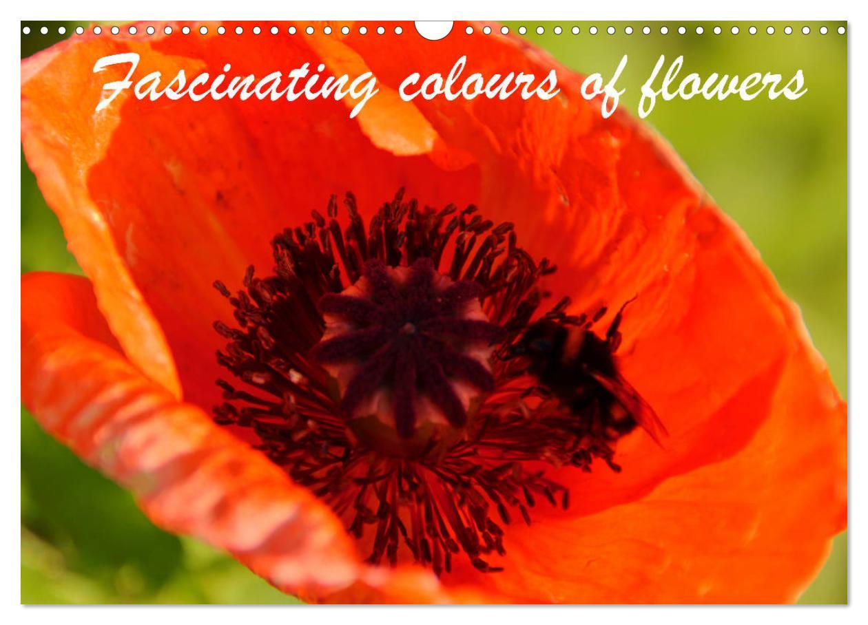 Fascinating colours of flowers (Wall Calendar 2024 DIN A3 landscape) CALVENDO 12 Month Wall Calendar
