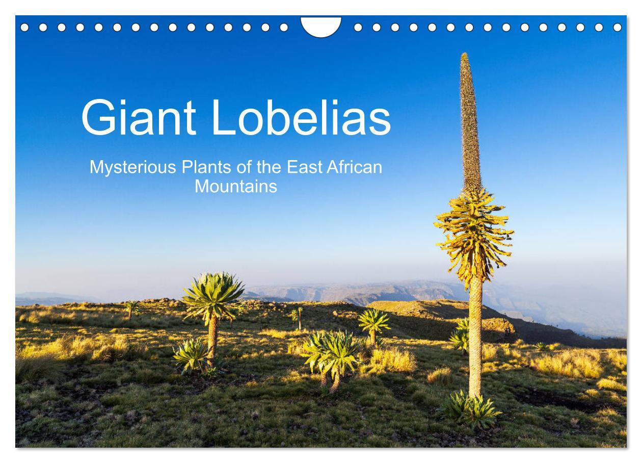 Giant Lobelias - Mysterious Plants of the East African Mountains (Wall Calendar 2024 DIN A4 landscape) CALVENDO 12 Month Wall Calendar