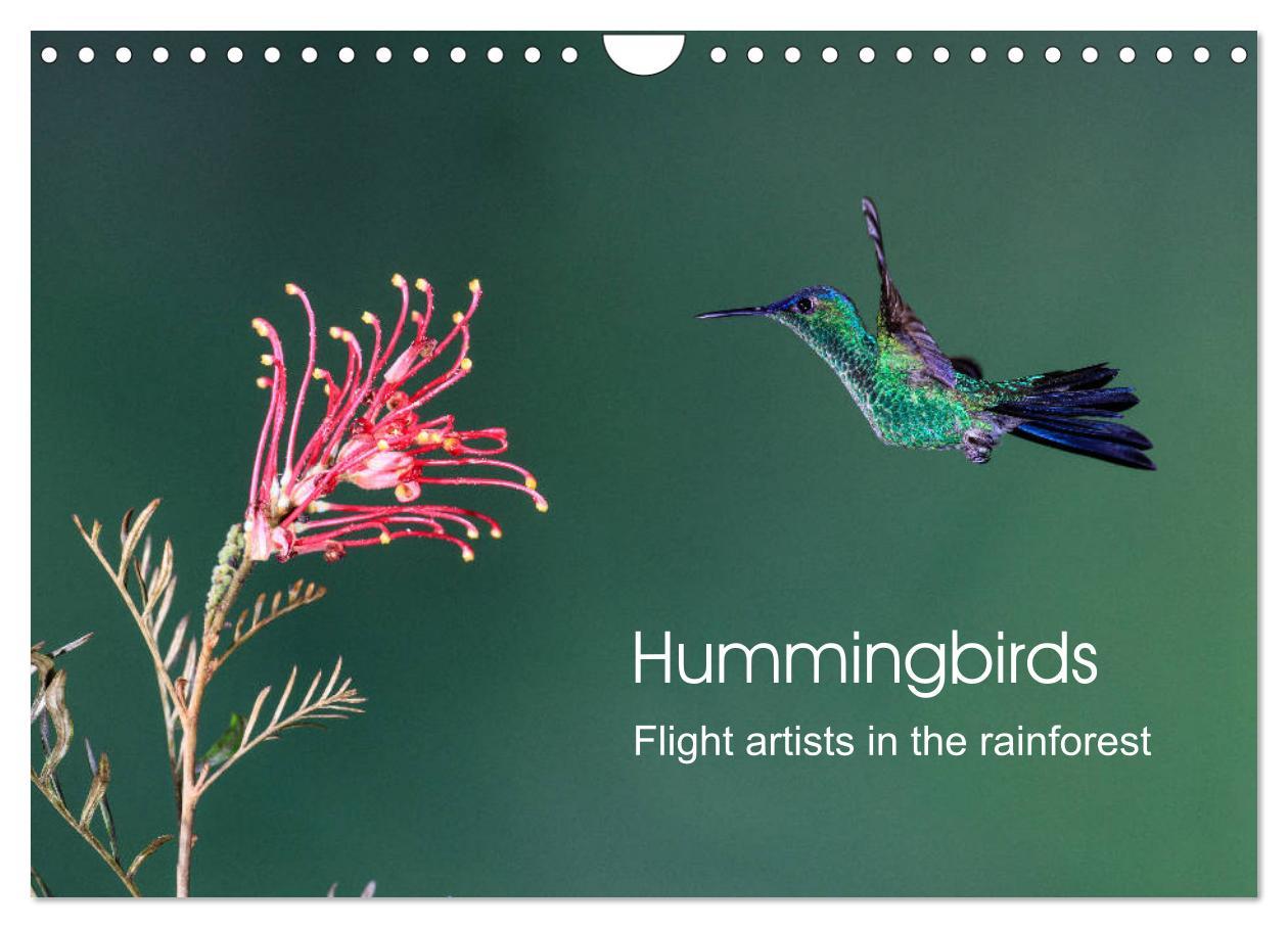 Hummingbirds - Flight artists in the rainforest (Wall Calendar 2024 DIN A4 landscape) CALVENDO 12 Month Wall Calendar