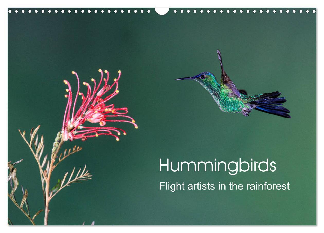 Hummingbirds - Flight artists in the rainforest (Wall Calendar 2024 DIN A3 landscape) CALVENDO 12 Month Wall Calendar