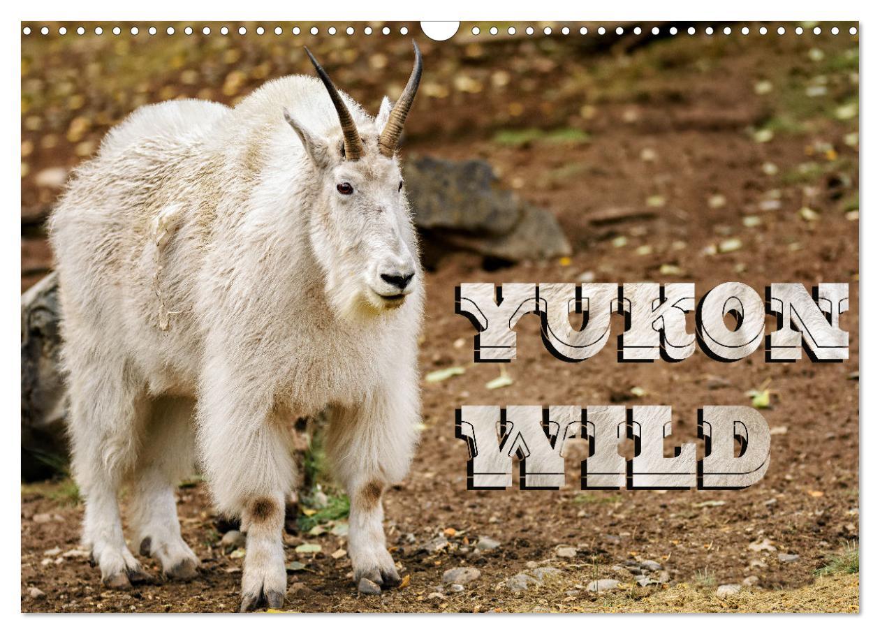 Yukon Wild (Wall Calendar 2024 DIN A3 landscape) CALVENDO 12 Month Wall Calendar