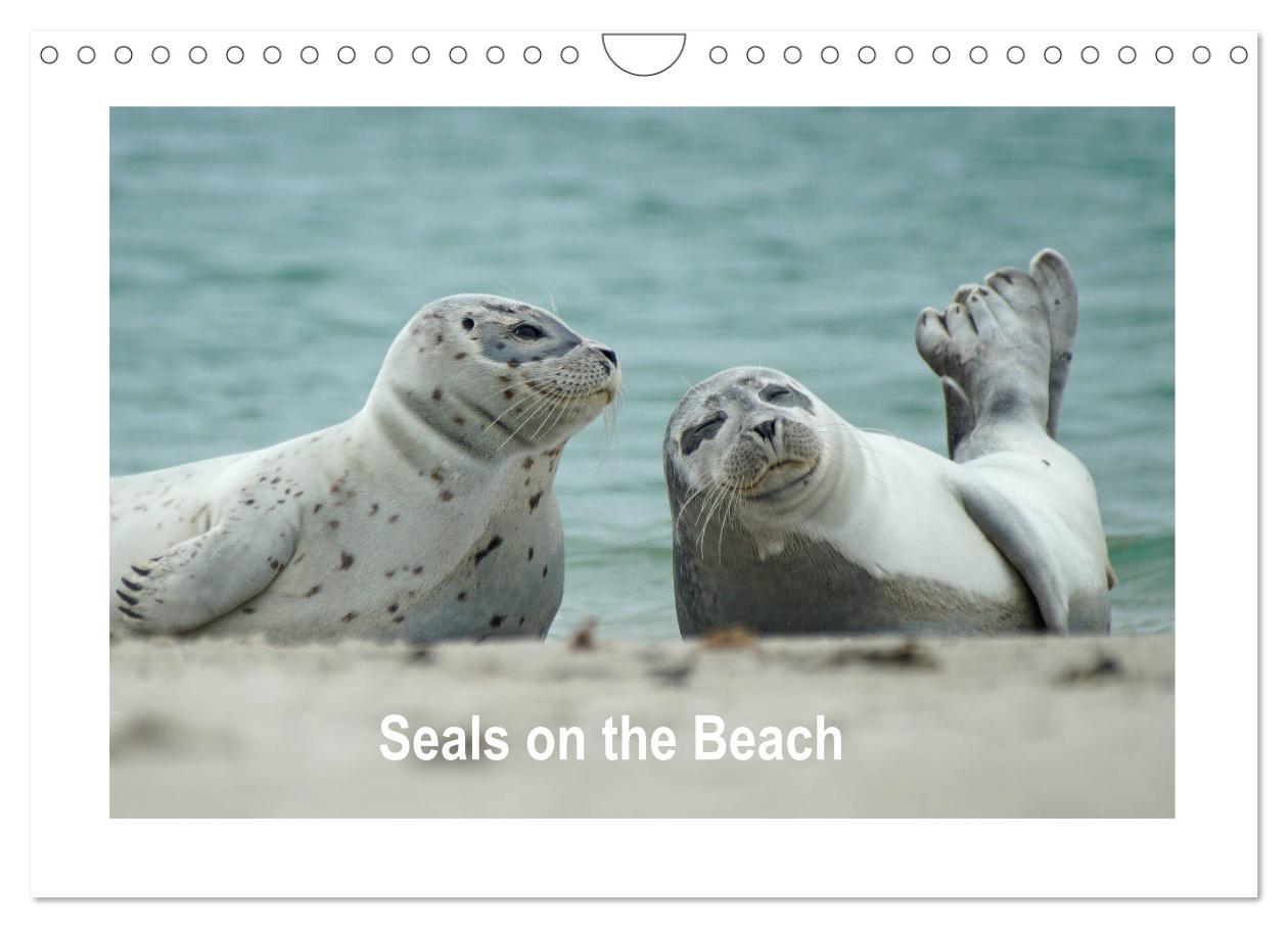 Seals on the Beach (Wall Calendar 2024 DIN A4 landscape) CALVENDO 12 Month Wall Calendar