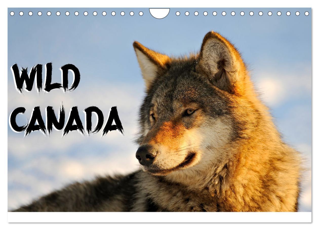 Wild Canada (Wall Calendar 2024 DIN A4 landscape) CALVENDO 12 Month Wall Calendar