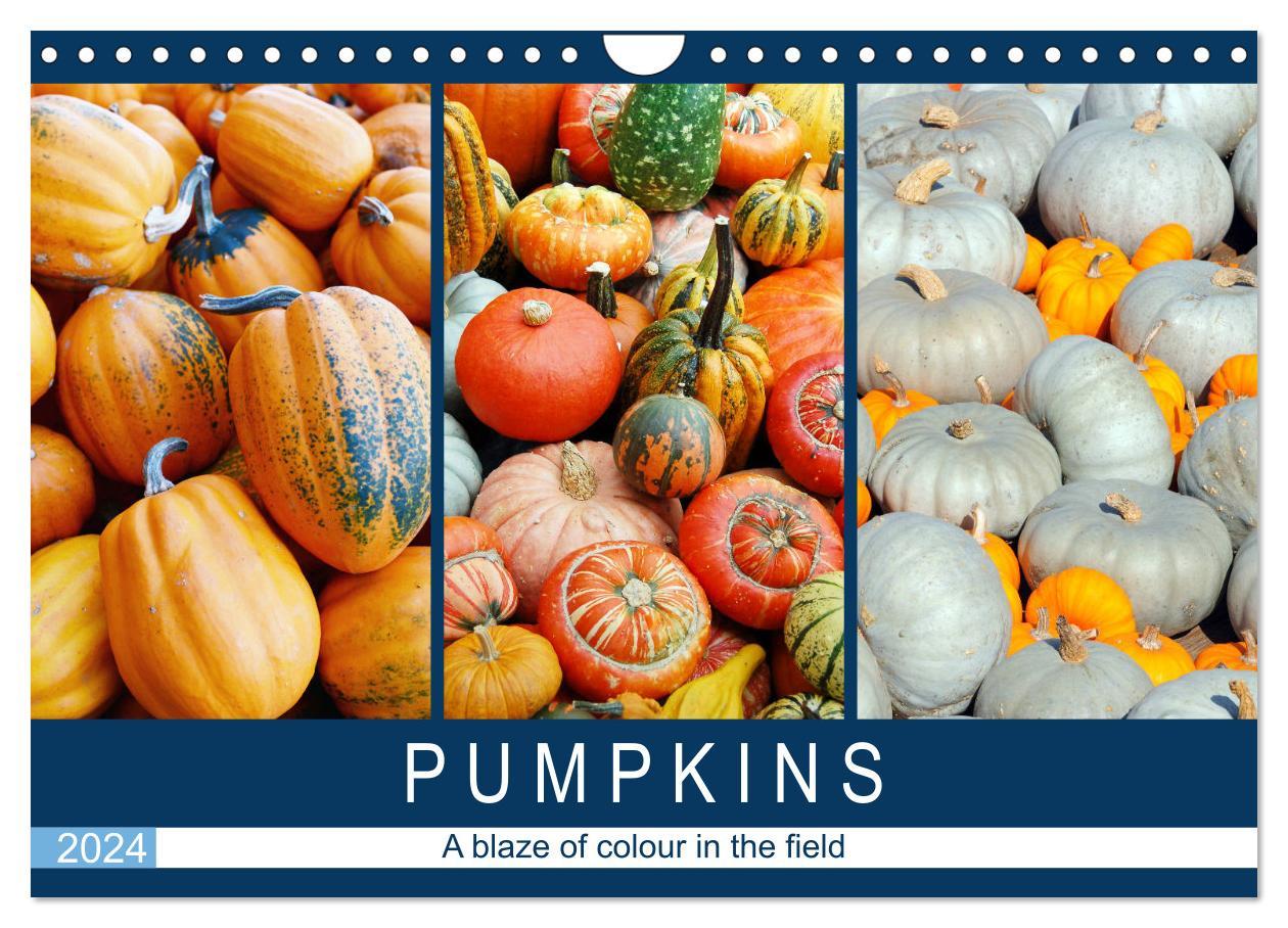 Pumpkins - A blaze of colour in the field (Wall Calendar 2024 DIN A4 landscape) CALVENDO 12 Month Wall Calendar