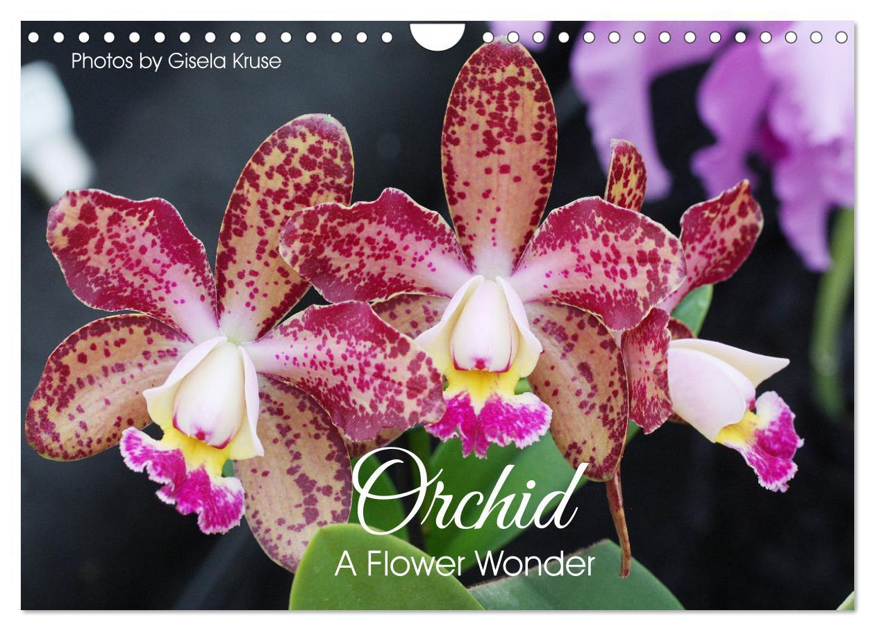 Orchid - A Flower Wonder (Wall Calendar 2024 DIN A4 landscape) CALVENDO 12 Month Wall Calendar