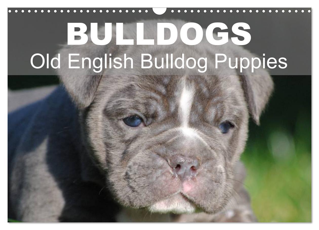 Bulldogs - Old English Bulldog Puppies (Wall Calendar 2024 DIN A3 landscape) CALVENDO 12 Month Wall Calendar