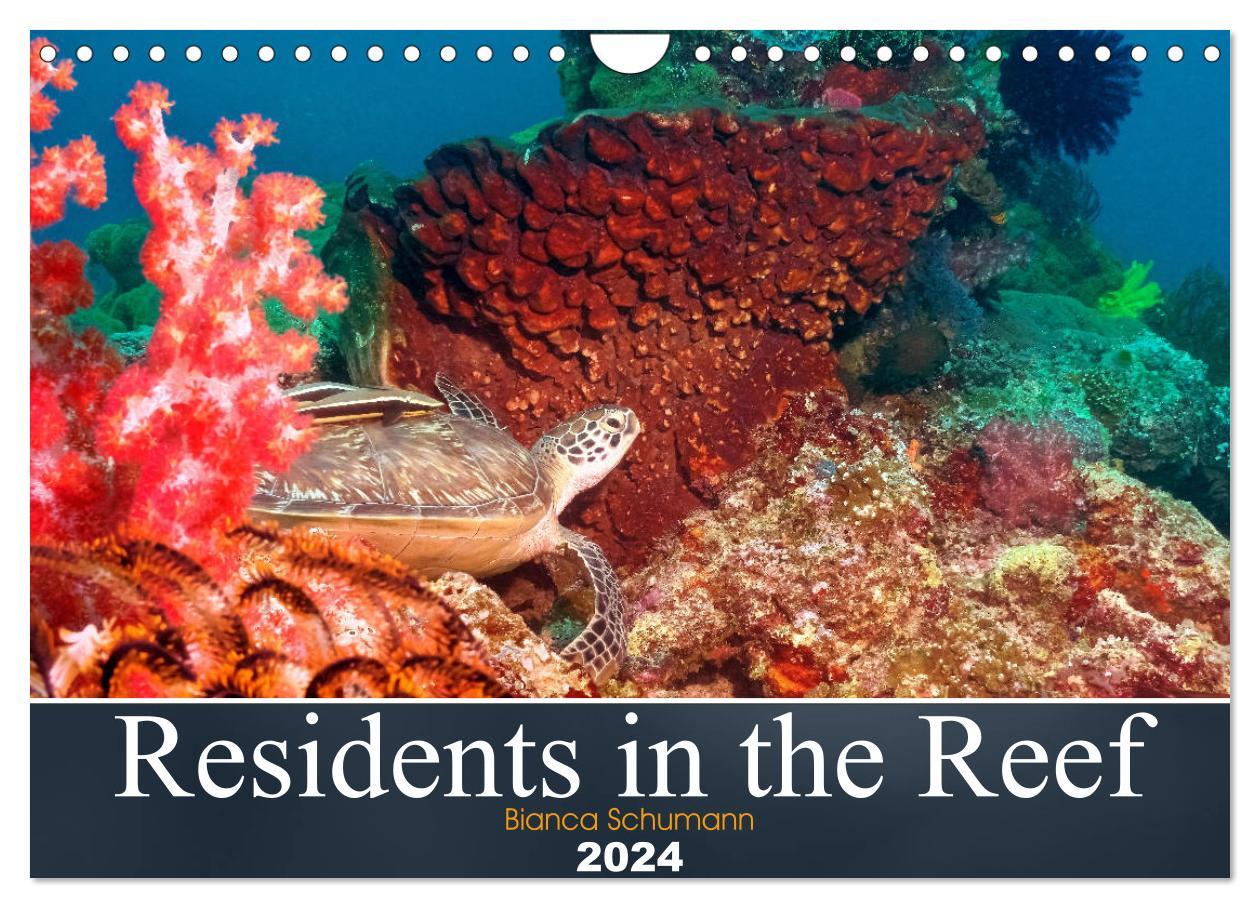Residents in the Reef (Wall Calendar 2024 DIN A4 landscape) CALVENDO 12 Month Wall Calendar