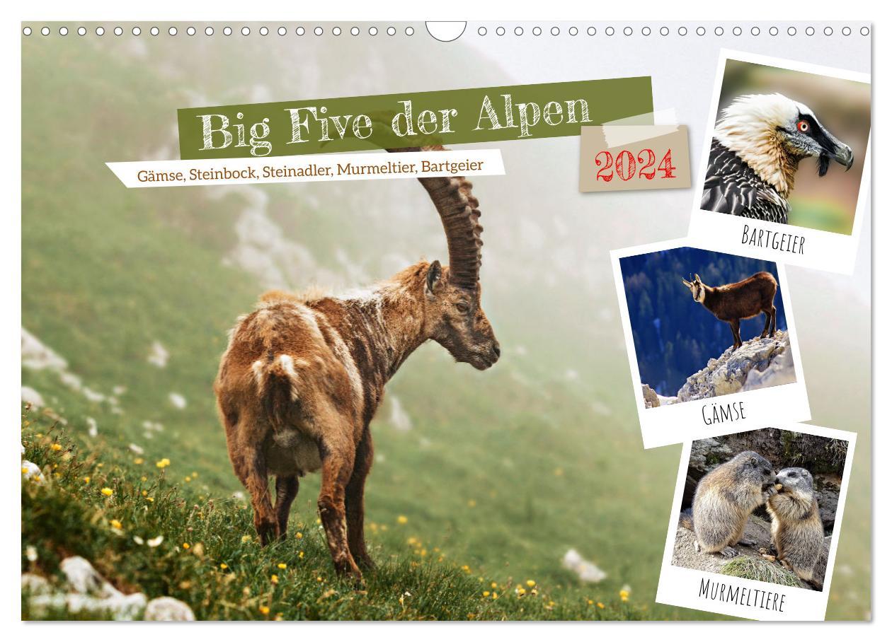 Big Five der Alpen Gämse Steinbock Murmeltier Steinadler Bartgeier (Wandkalender 2024 DIN A3 quer) CALVENDO Monatskalender