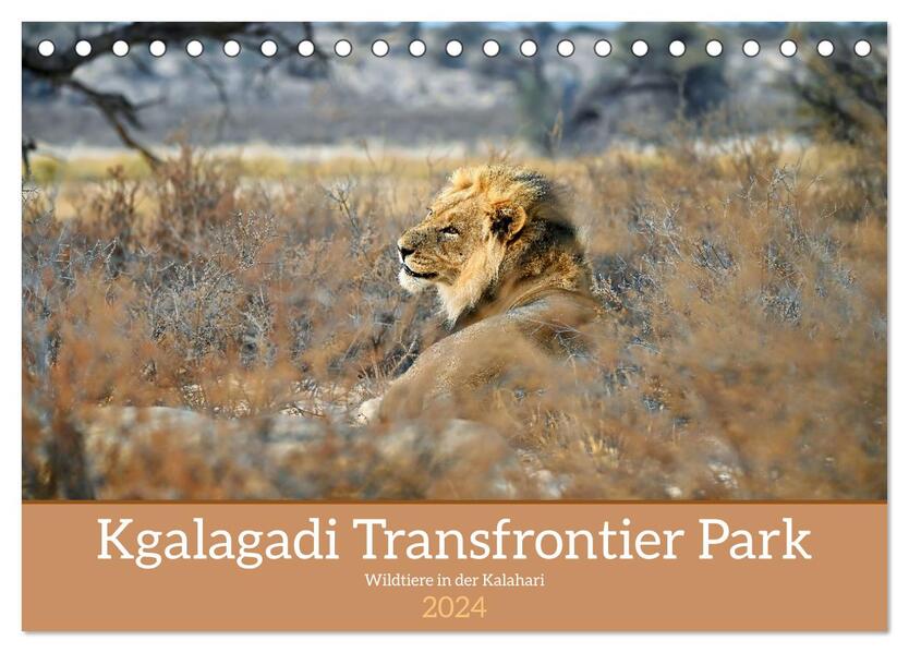 Kgalagadi - Fauna und Wildtiere in der Kalahari (Tischkalender 2024 DIN A5 quer) CALVENDO Monatskalender