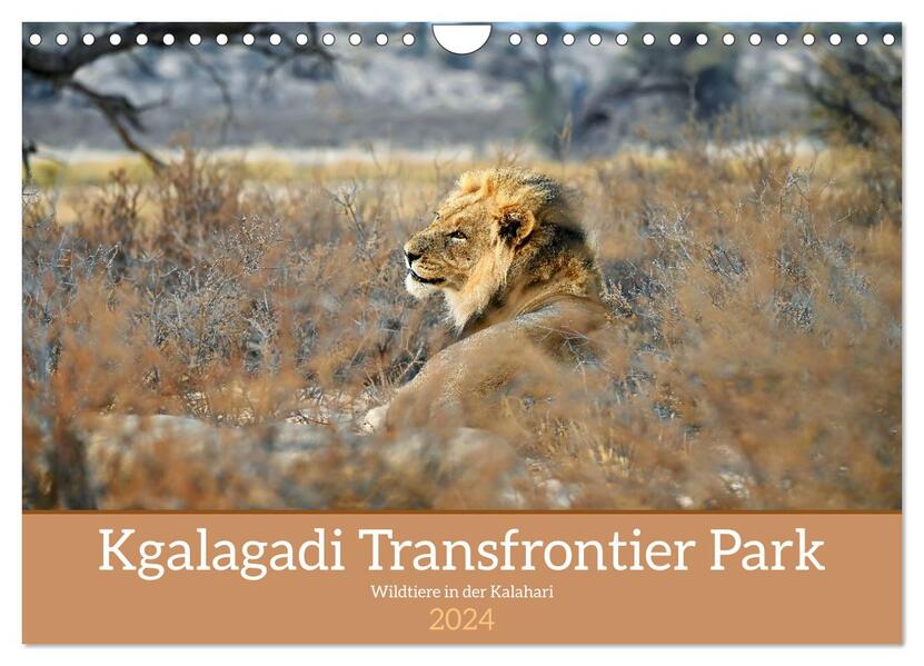 Kgalagadi - Fauna und Wildtiere in der Kalahari (Wandkalender 2024 DIN A4 quer) CALVENDO Monatskalender
